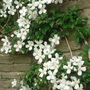Dsc00106