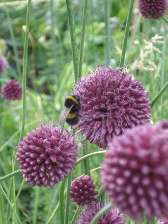 Bumble