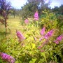 Buddleja davidii (Butterfly bush)