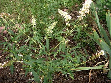 White Buddleia (Buddleja davidii (Butterfly bush))