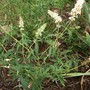 Buddleja davidii (Butterfly bush)