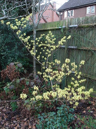 Hamamelis x intermedia 'Pallida' 2 (Hamamelis x intermedia 'Pallida')