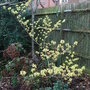 Hamamelis x intermedia 'Pallida'