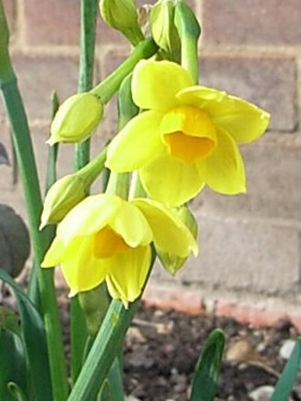 Narcissus 'Grand Soleil d'Or' (Narcissus 'Grand Soleil d'Or')