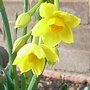 Narcissus 'Grand Soleil d'Or'