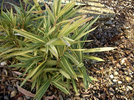 small bamboo
