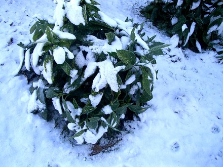 Aucuba in snow (Aucuba japonica (Aucuba))