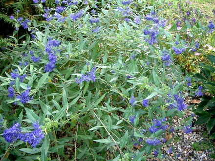 Nice flowers (Caryopteris clandonensis)