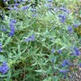 Nice flowers (Caryopteris clandonensis)