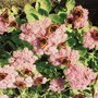 Butterflies_on_sedum_spectablile