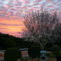 Almond in the morning