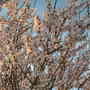 Almond Blossom