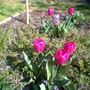 Cotoneaster with tulips (Cotoneaster horizontalis (Cotoneaster))