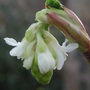 Ribes_sanguineum__white_icicle_