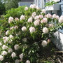 rhododendron