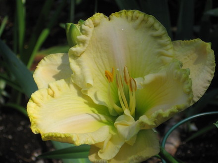 day lily (hemerocallis)