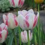 tulips garden 07