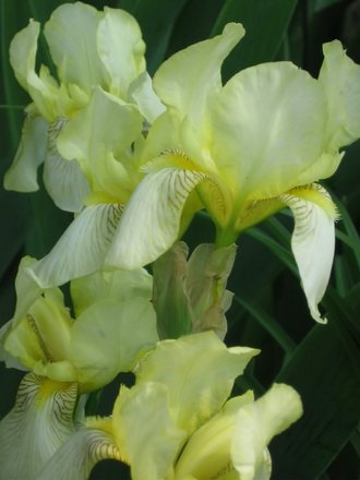 iris (Iris germanica (Orris))