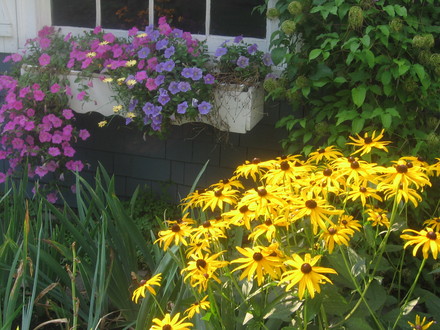 coneflower (echinacea)