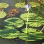 Marlows_lagoon3