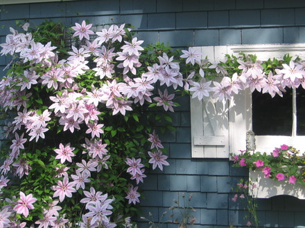clematis Nelly Moser