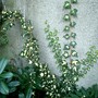 Hedera helix (English ivy)