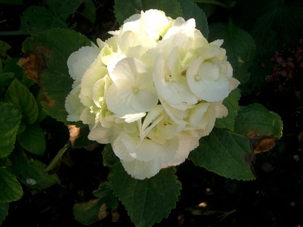 IMGP4244.jpg (Hydrangea macrophylla (Hortensia))