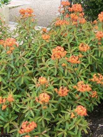 Euphorbia Griffiti Fireglow