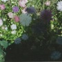 My_new_garden