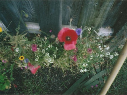 My new garden
