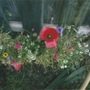My_new_garden_2