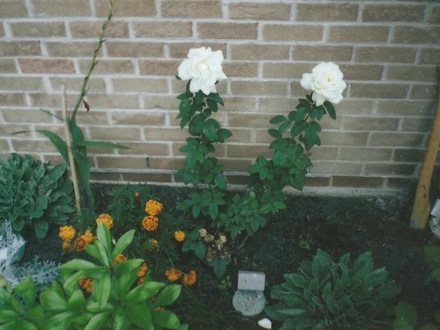 My new garden