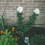 My_new_garden_2_001