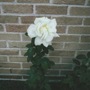 My_new_garden_2_003