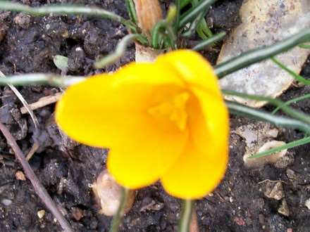 Crocus (Crocus vernus (Dutch crocus))