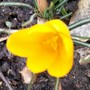 Crocus vernus (Dutch crocus)