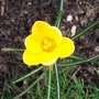 Crocus vernus (Dutch crocus)