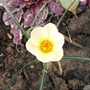 Crocus chrysanthus (Crocus)