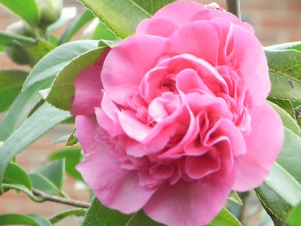 Camellia (Camellia)