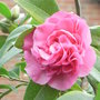 Camellia (Camellia)