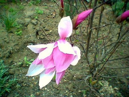 Magnolia blossom (Magnolia liliiflora (Magnolia))