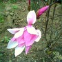 Image_00080