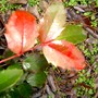Mahonia aquifolium (Oregon grape)