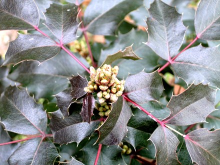 Mahonia (Mahonia aquifolium (Oregon grape))