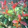 Image_00555