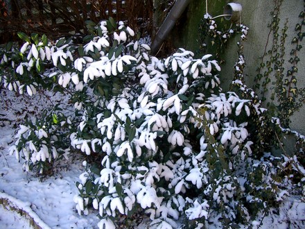 IMGP4568.jpg (Prunus laurocerasus (Cherry Laurel))
