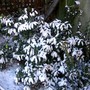 Prunus laurocerasus (Cherry Laurel)