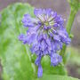 Wulfenia carinthiaca