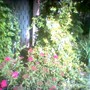 image_00682.jpg (Spirea Japonica, Spirea Arguta and Spirea Nipponica hdge)