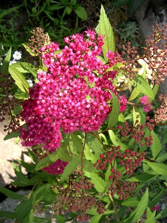IMGP2987.jpg (Spirea Japonica, Spirea Arguta and Spirea Nipponica hdge)